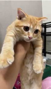 Mixed Scottish Kitten for Sale