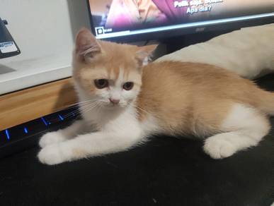 BSH mix (male)