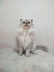 British Long Hair BLH Female Silver Cat