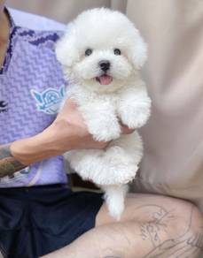 Tiny Bichon -Girl 