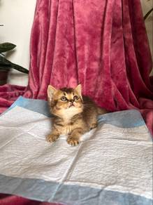 Bsh kitten