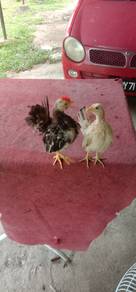 ayam serama