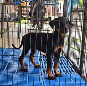 Doberman mixed Rottweiler Puppy