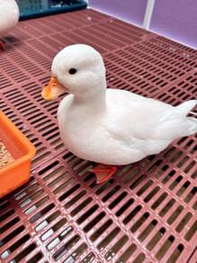 White Call Duck Dwarf