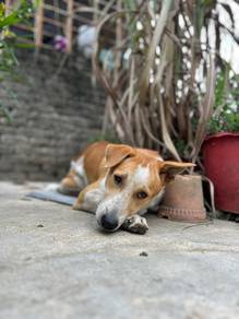 Coffee the Rescue Dog 🐾