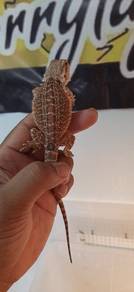 Bearded Dragon 