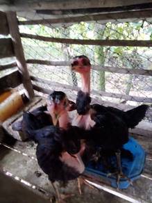 anok ayam saigon