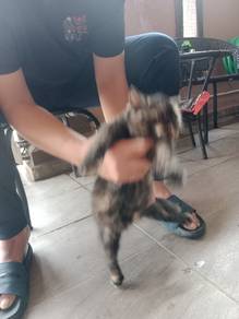 anak bulus tuk dilepaskan