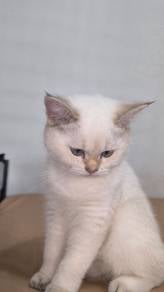 British Shorthair 4 Months Kittens
