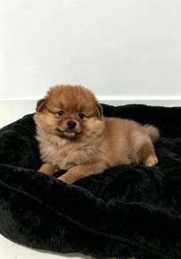 Lickable Pomeranian tiny fluffy teddy bear puppy P