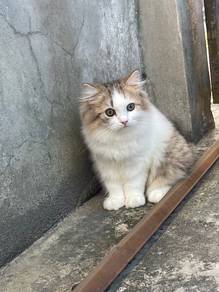 Kitten
