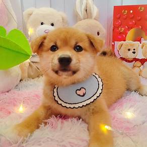 Shiba inu