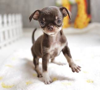 CHIHUAHUA PUPPIES CH201🌷 Head Apple Boy-Girl