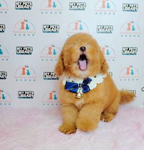 Poodle Toy