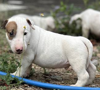 BULL TERRIER PUPPIES BT9 🐻  male