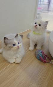 ragdoll