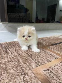 persian flat face