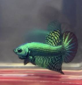 wild betta
