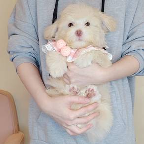 Maltipoo