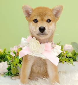 Shiba