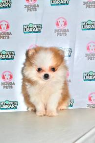 y8 Cutie Pomeranian Puppy