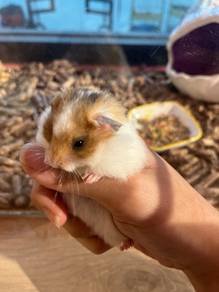 Syrian Big Bone Hamster