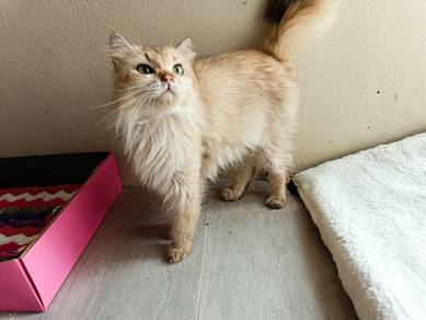 British Longhair NY25 proven male