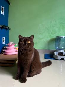 British shorthair Chocolate 