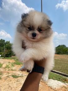 Tiny Pomeranian puppies 