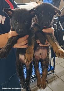 German shepherd puppies 
