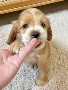 ENGLISH COCKER SPANIEL PUPPIES C56🌻 Male-Female