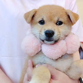 Shiba Inu