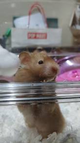 big bone female hamster
