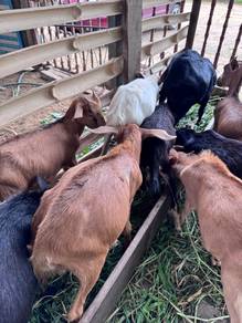 kambing