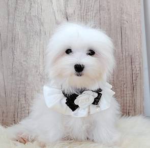 Maltese
