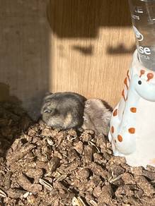 White Winter Hamsters