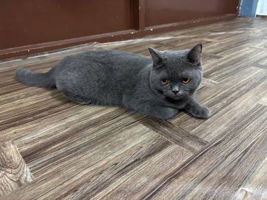Kucing untuk dijual