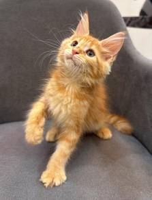kitten mainecoon