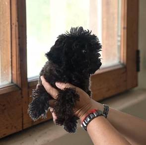 Poodle 