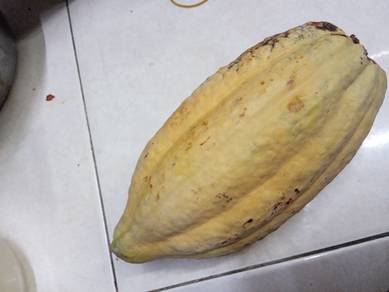 buah koko Dari kebun