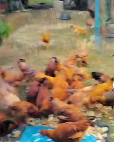 Halal & Quality ayam kampung