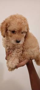 poodle