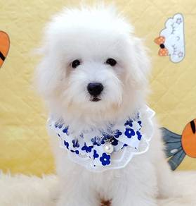 Maltipoo