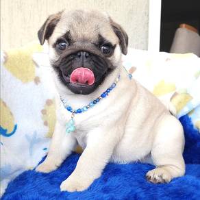 pug r