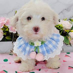 Maltipoo