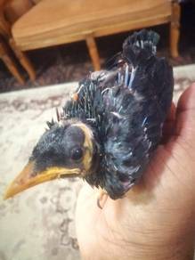 Burung gembala