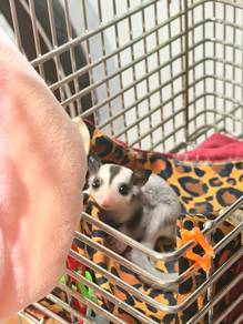 Sugar Glider