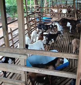 Kambing
