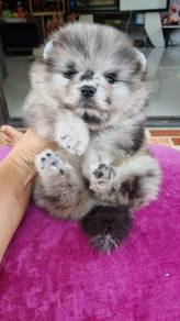 Pomeranian
