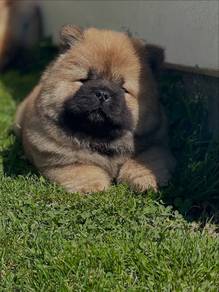 chow chow puppies 